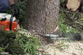 How Our Tree Care Process Works  in  Rock Rapids, IA