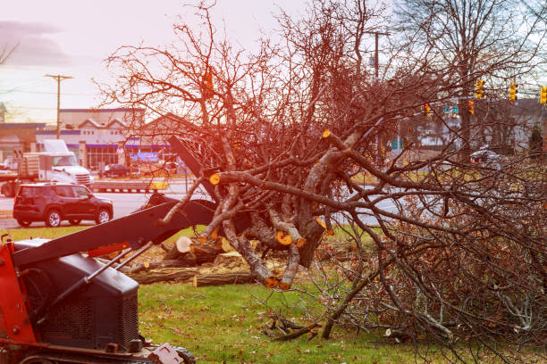 Best Emergency Tree Removal  in Rock Rapids, IA