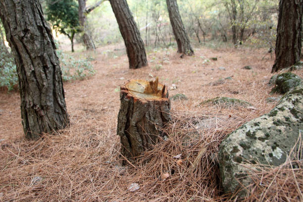 Best Hazardous Tree Removal  in Rock Rapids, IA